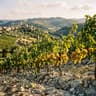 Greco di Tufo