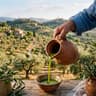 Olio Umbria