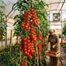 Pomodoro di Pachino
