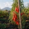 Pomodoro San Marzano dell'Agro Sarnese-Nocerino