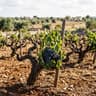 Primitivo di Manduria