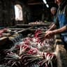 Radicchio Rosso di Treviso