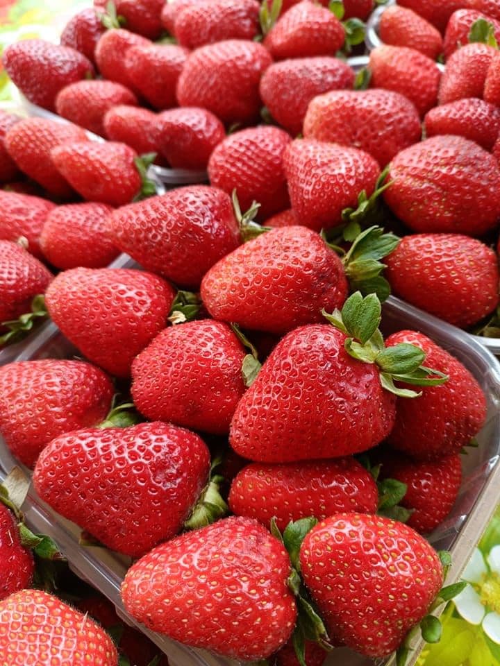 FRAGOLATA